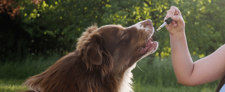 CBD Buyer's Guide for Dogs
