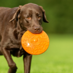 CBD Buyer’s Guide for Dogs